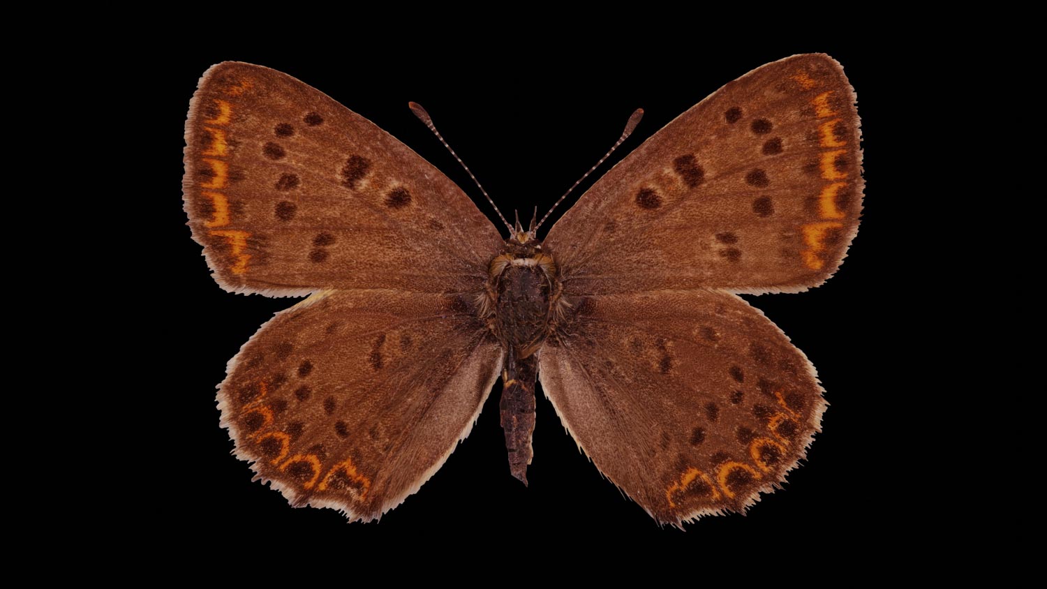 Sooty copper