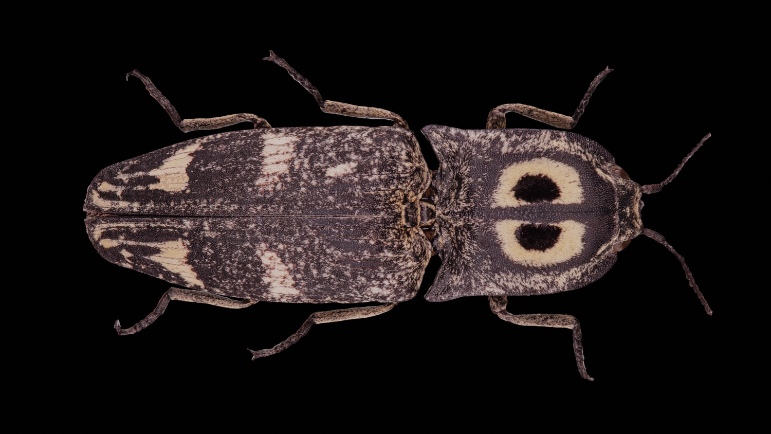 Click beetle