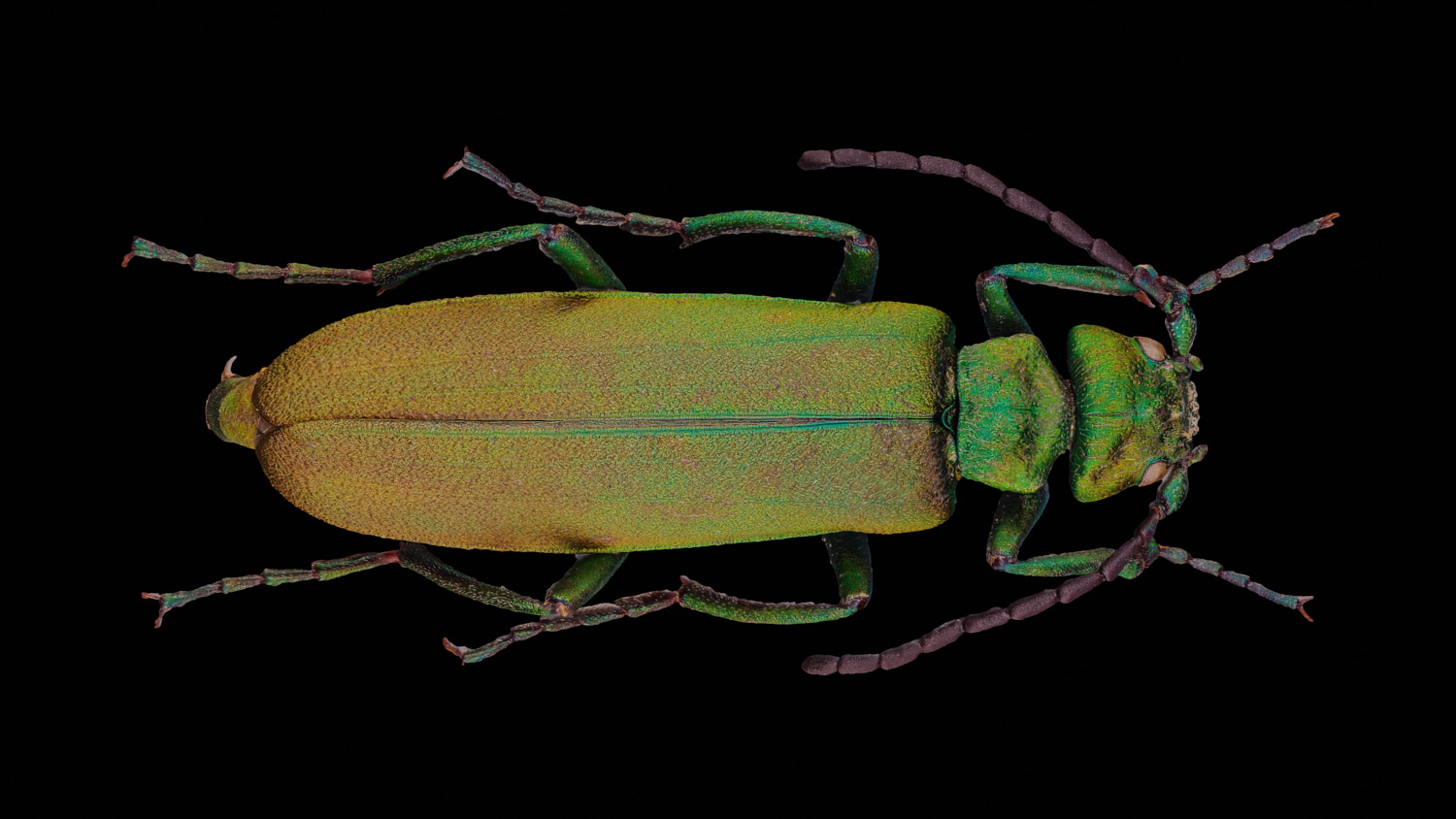 Blister beetle