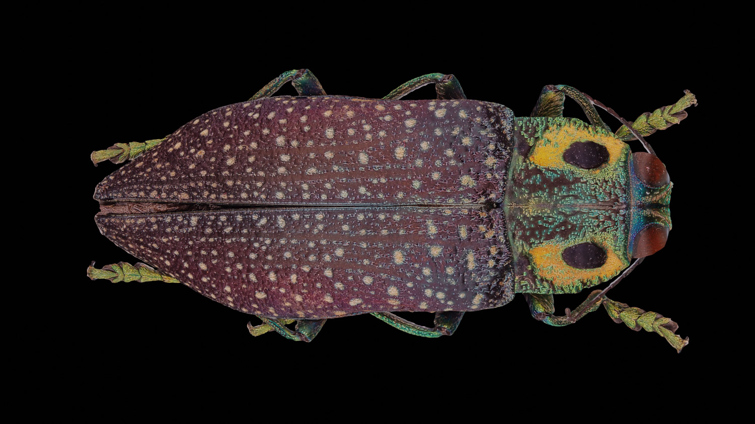 Jewel beetle