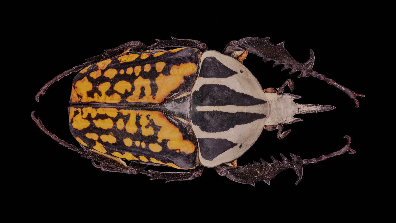 African flower chafer 