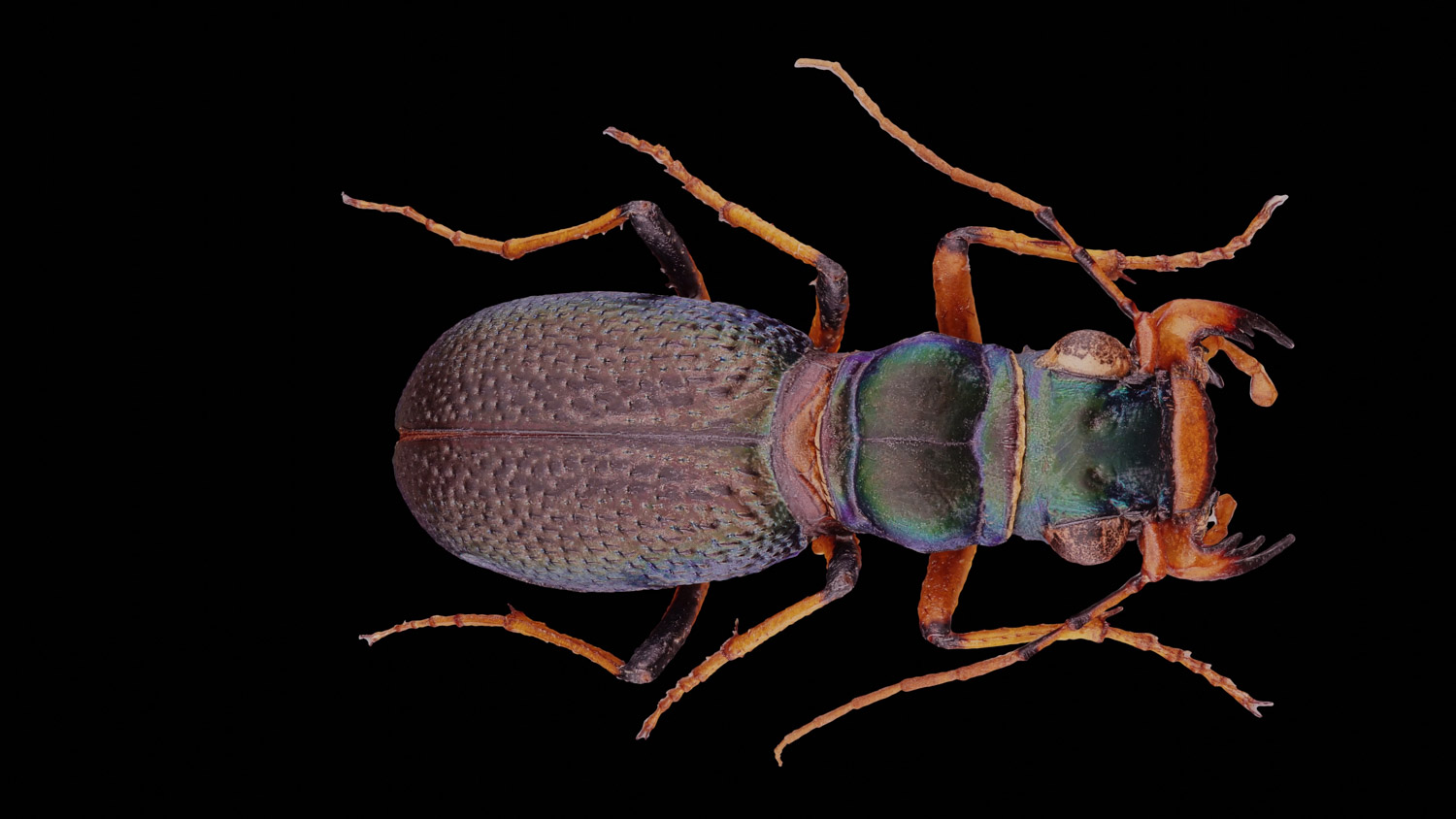 Tiger beetle 