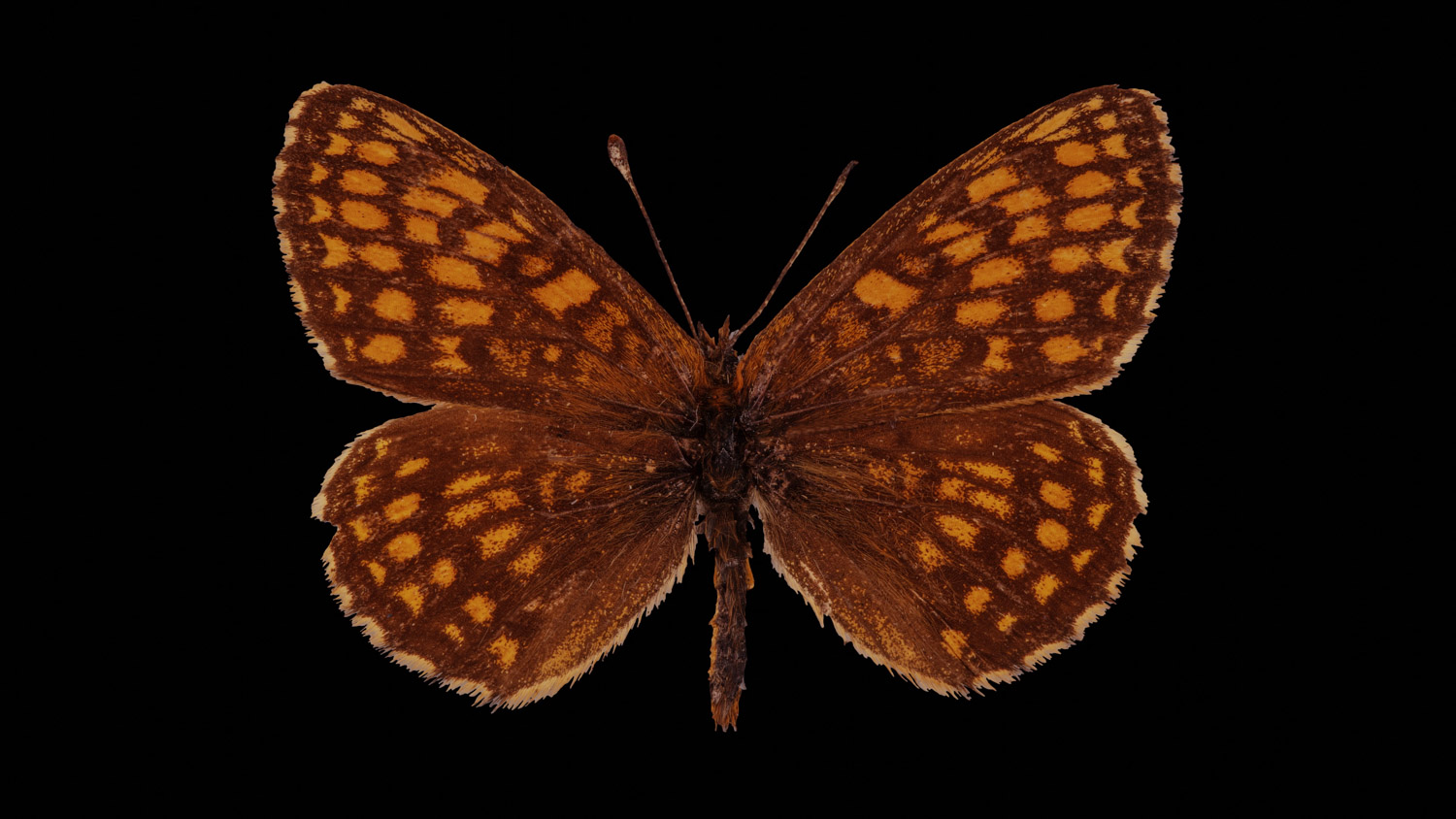 Heath fritillary