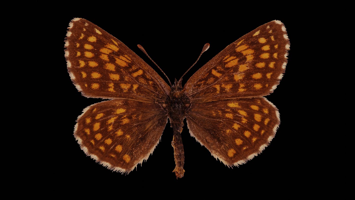 Assman´s fritillary