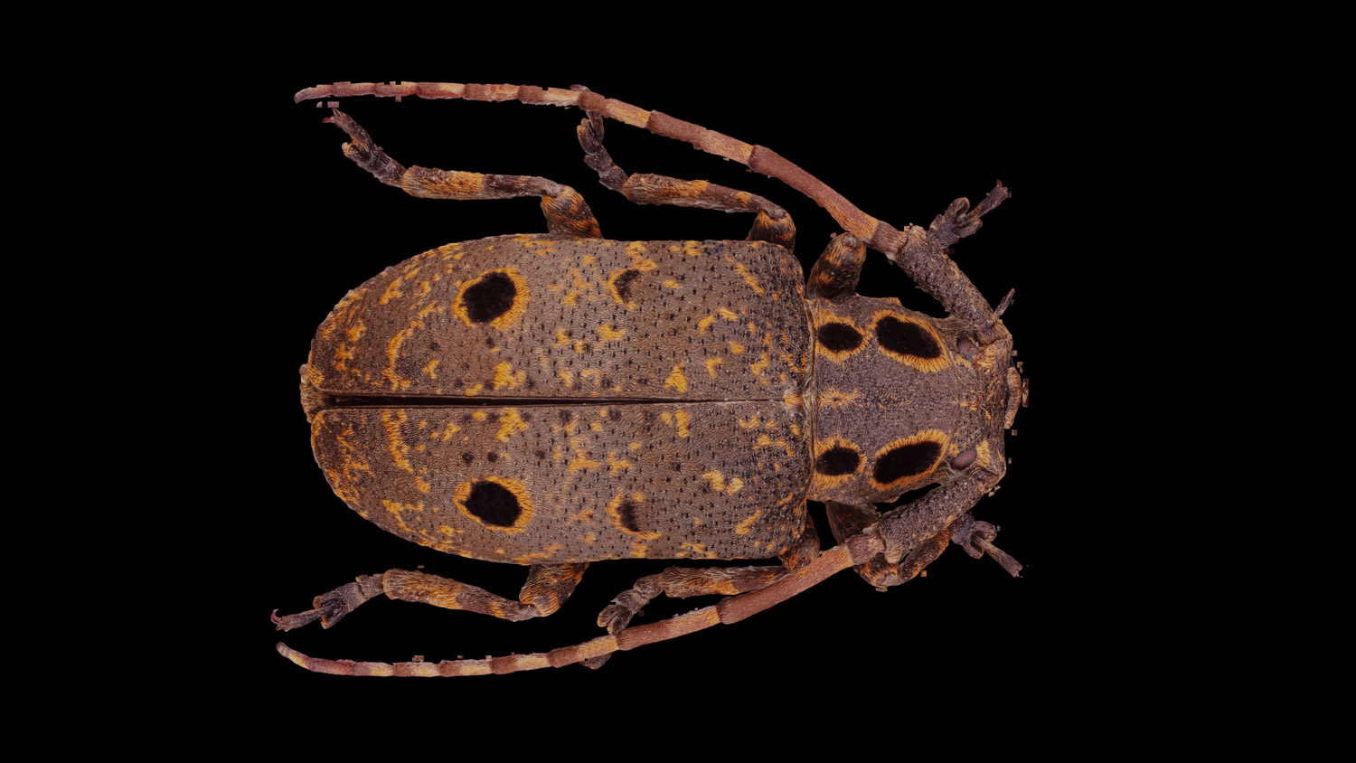 Longhorn beetle