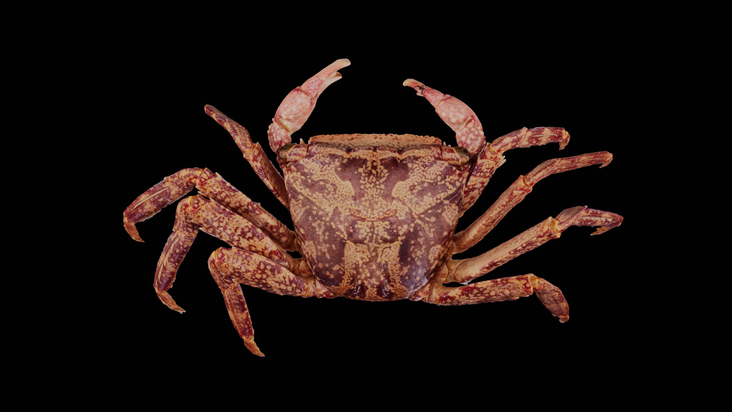 Shore crab