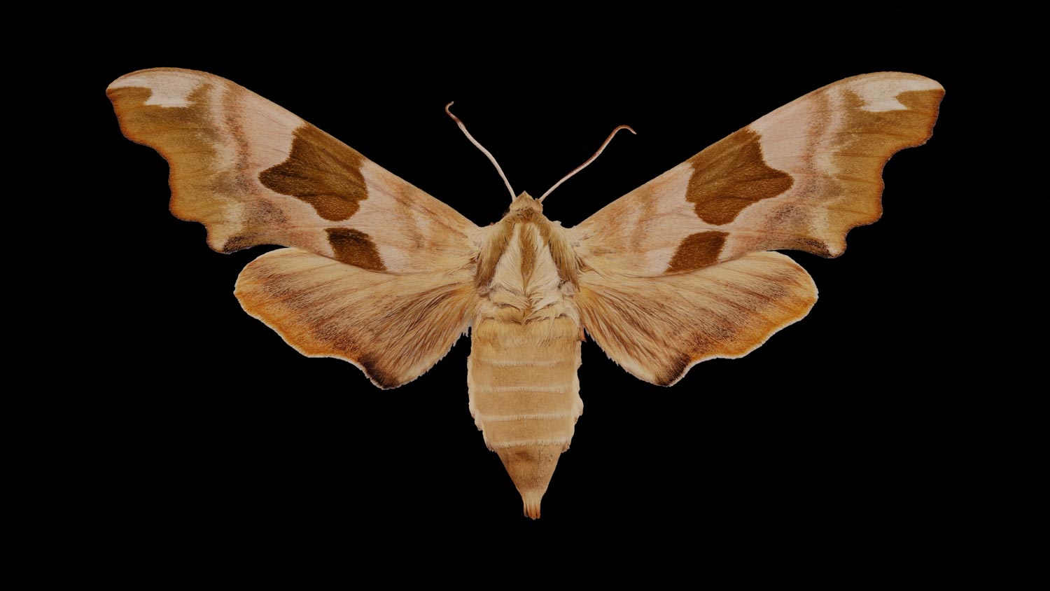 Lime hawk-moth