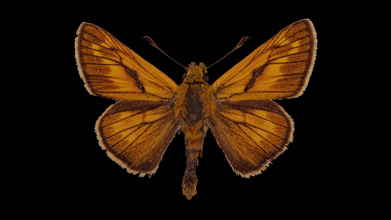 Large skipper