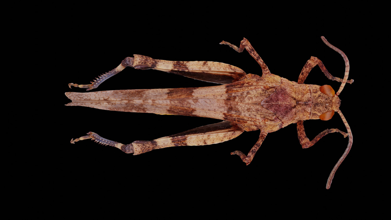 Band-winged grasshopper