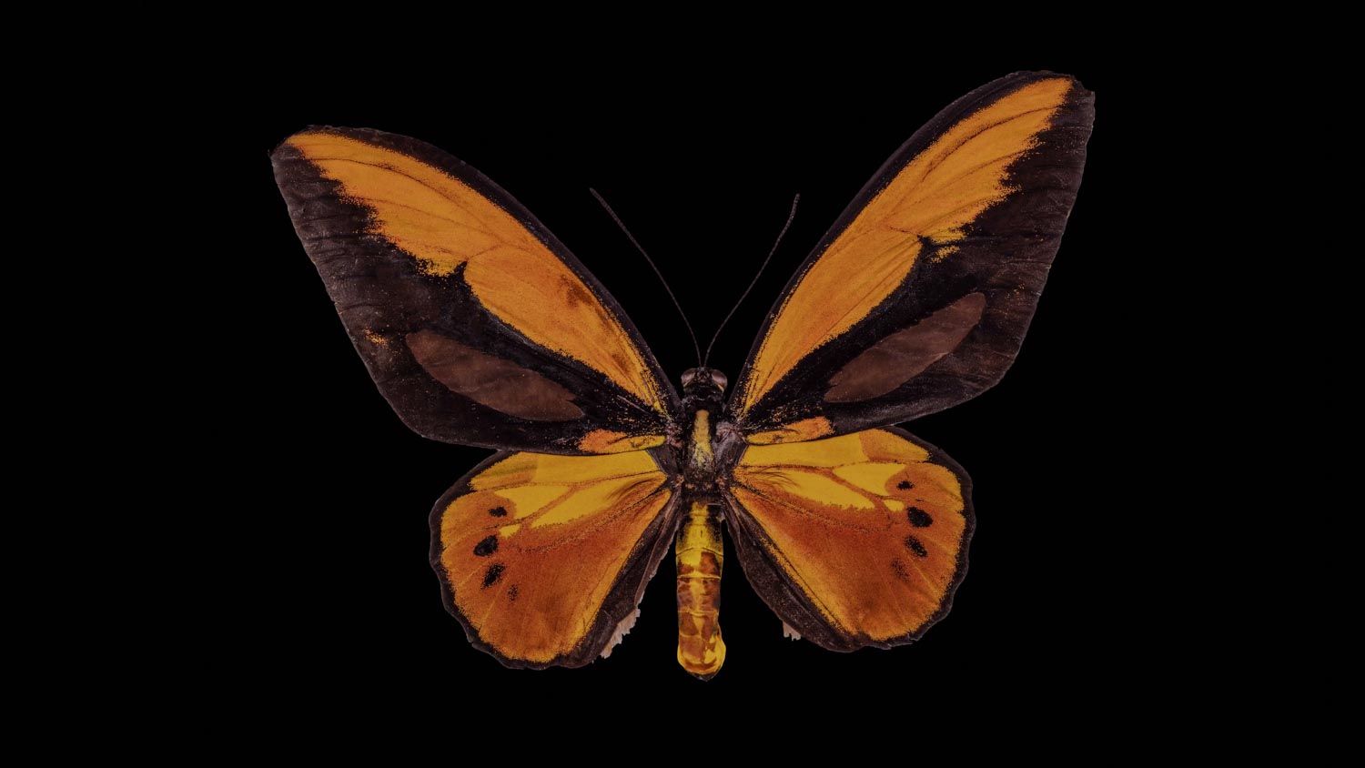 Wallace´s golden birdwing