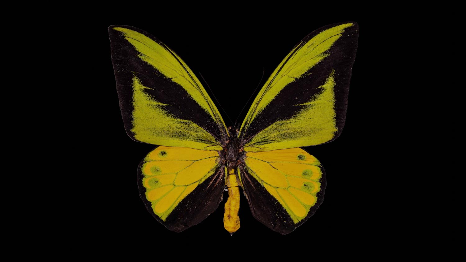 Goliath birdwing