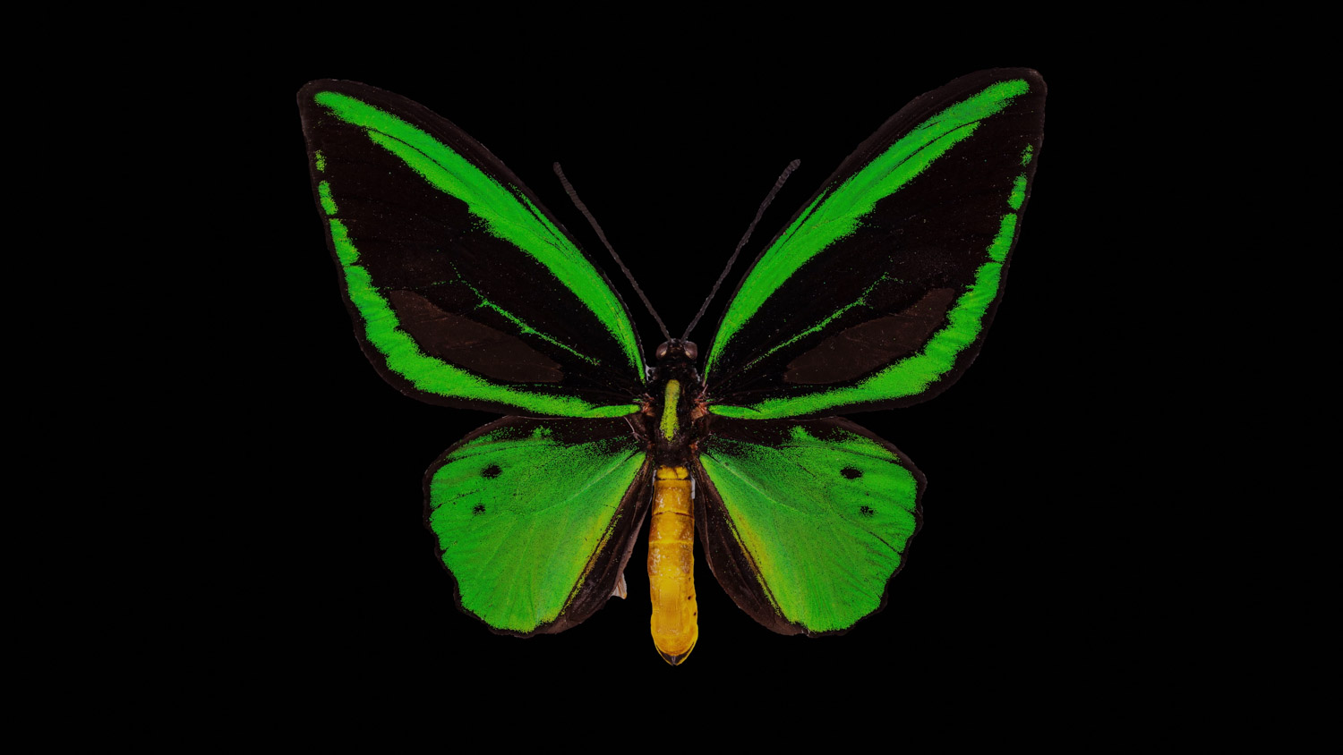 Common green birdwing