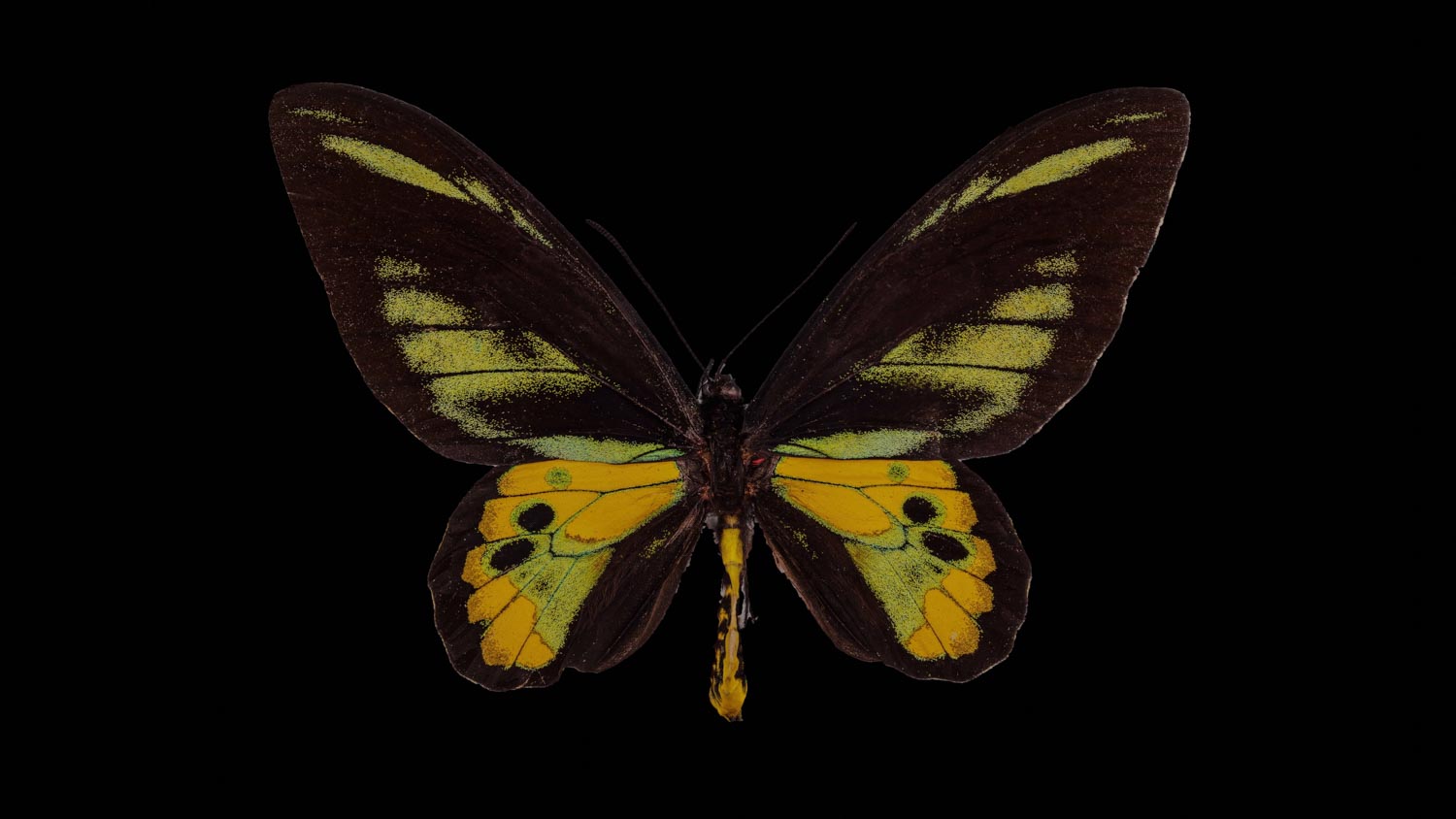 Rothschild´s birdwing