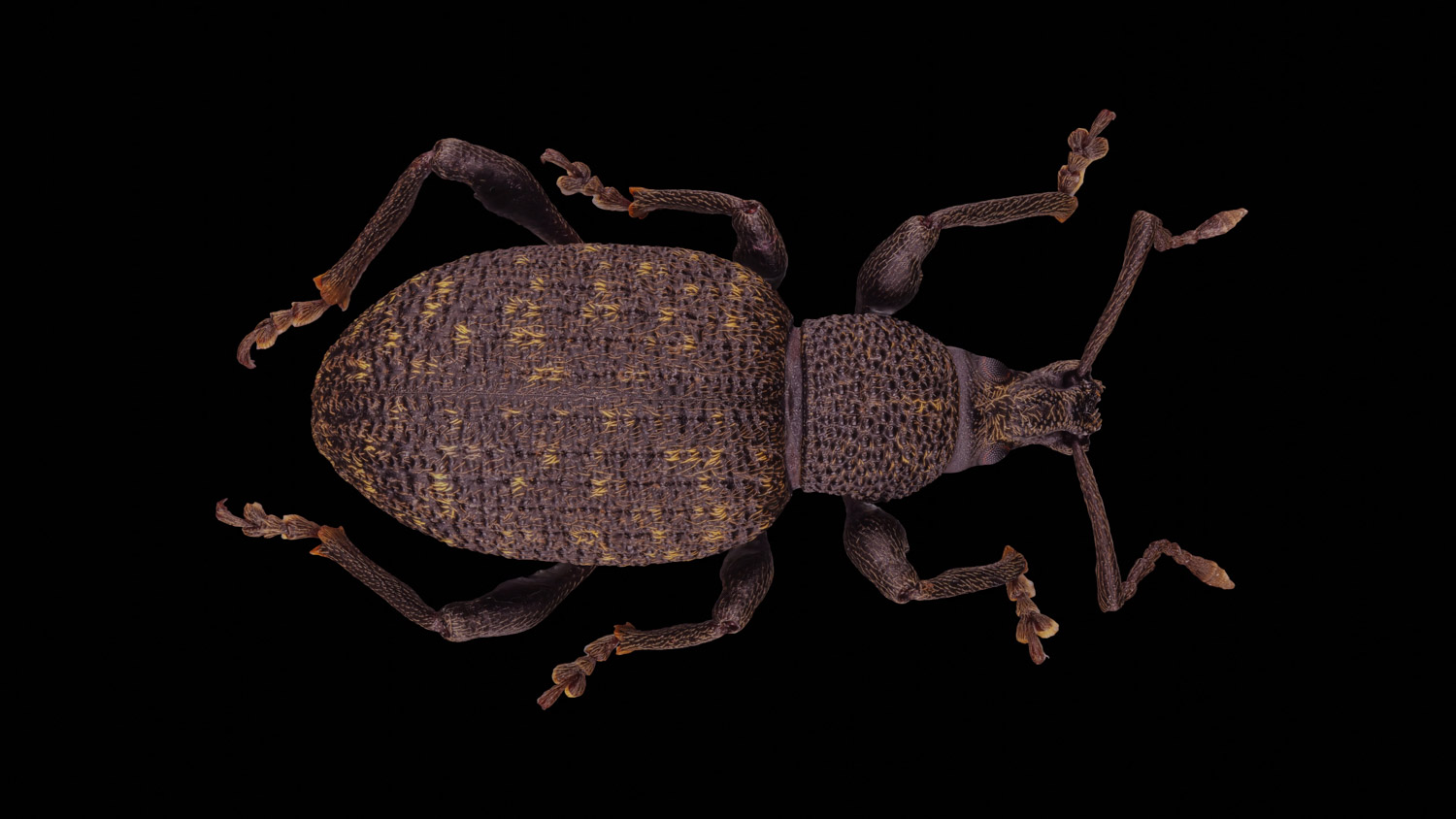 Weevil