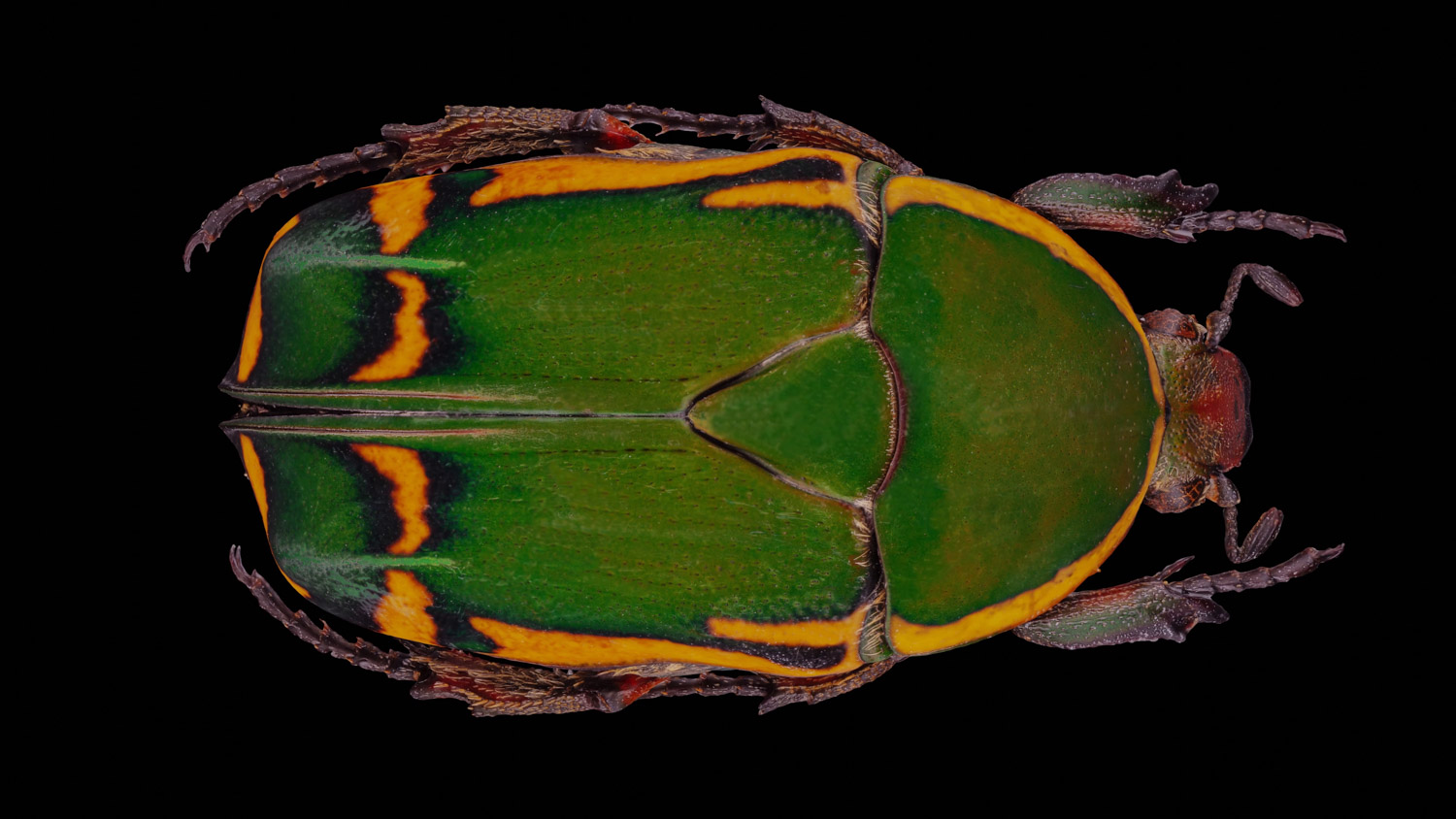 African flower chafer 