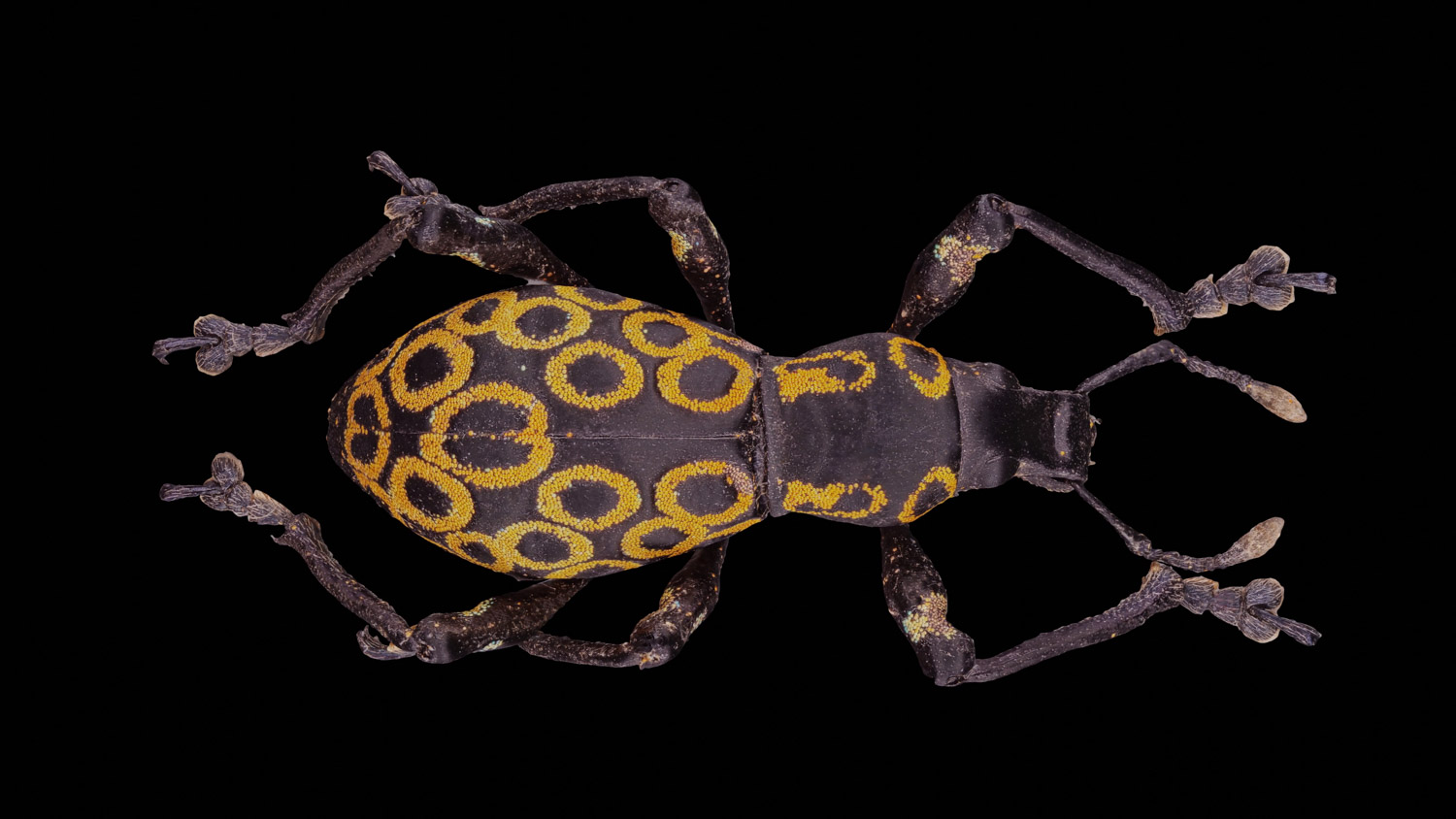 Weevil