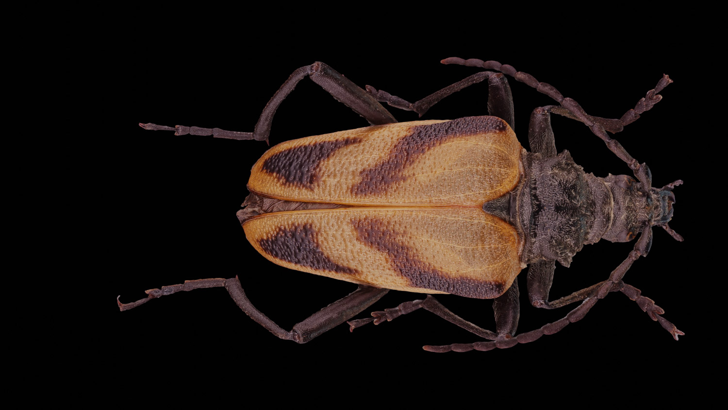 Longhorn beetle