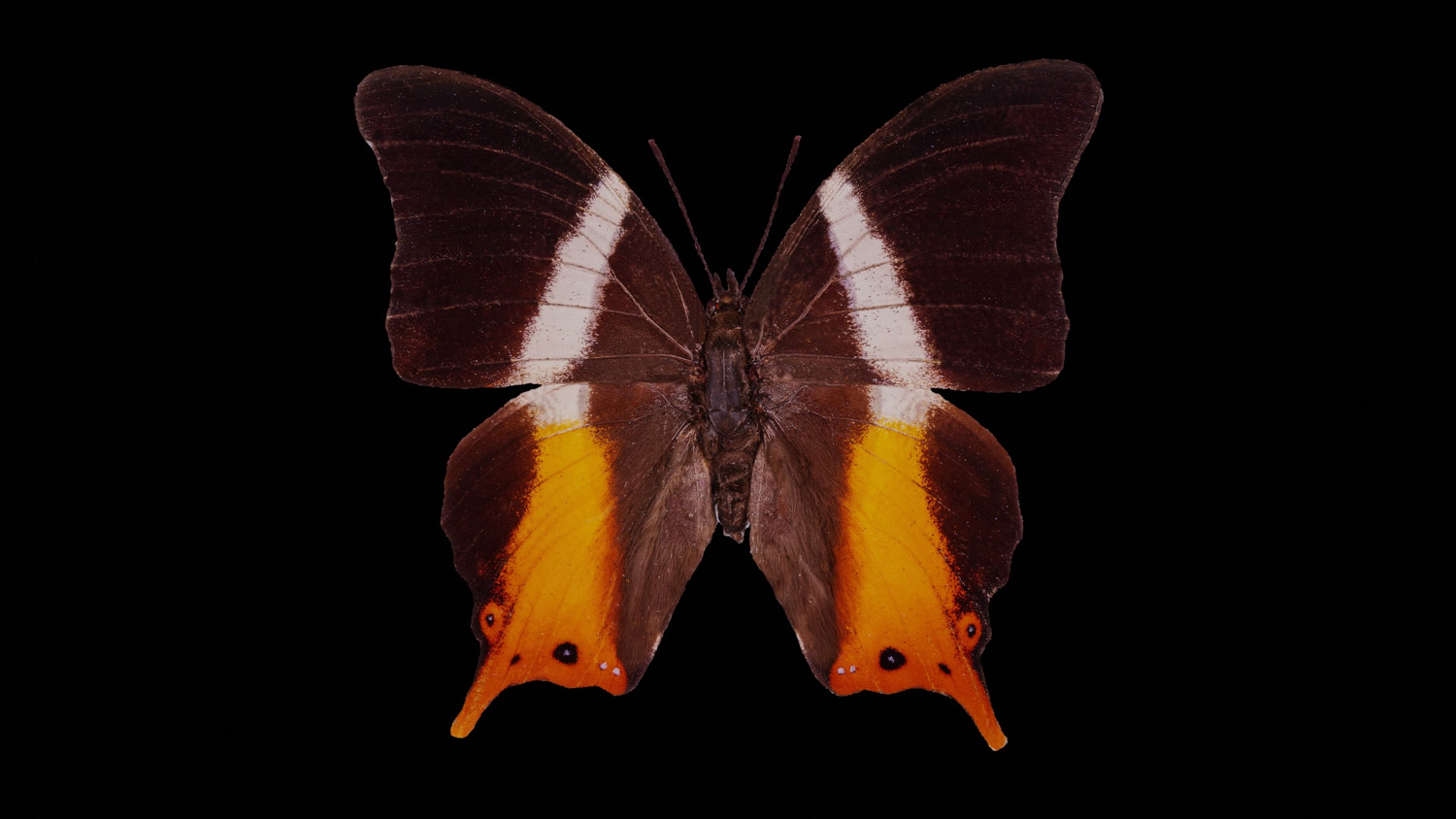 Violet-banded palla