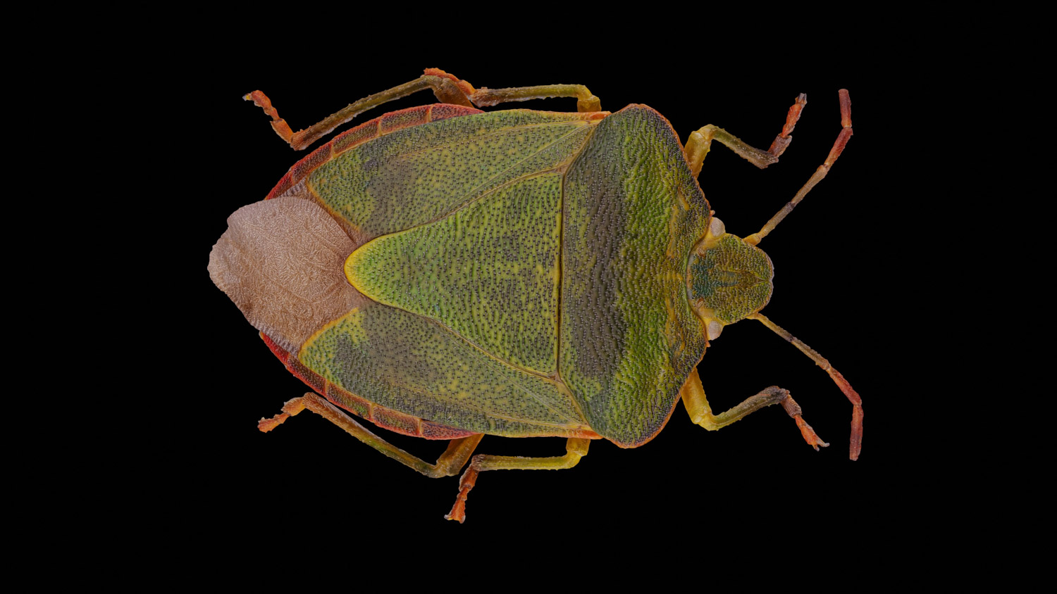 Stink bug