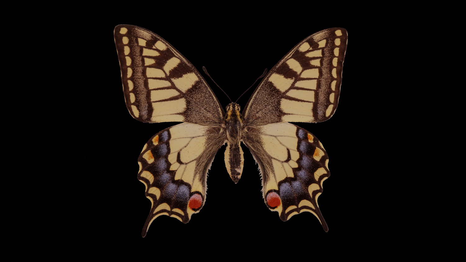 Swallowtail 