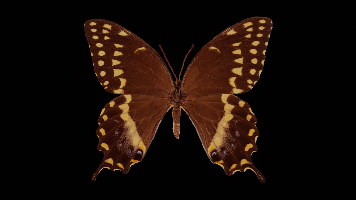 Palamedes swallotail 