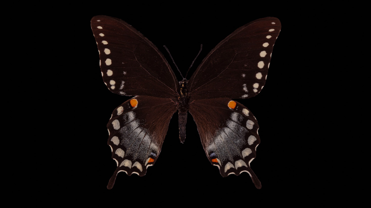 Spicebush swallowtail