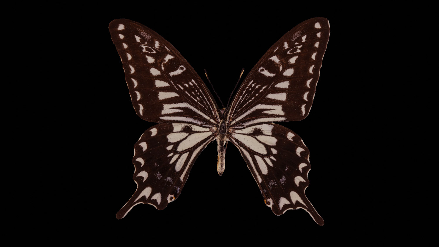 Asian swallowtail