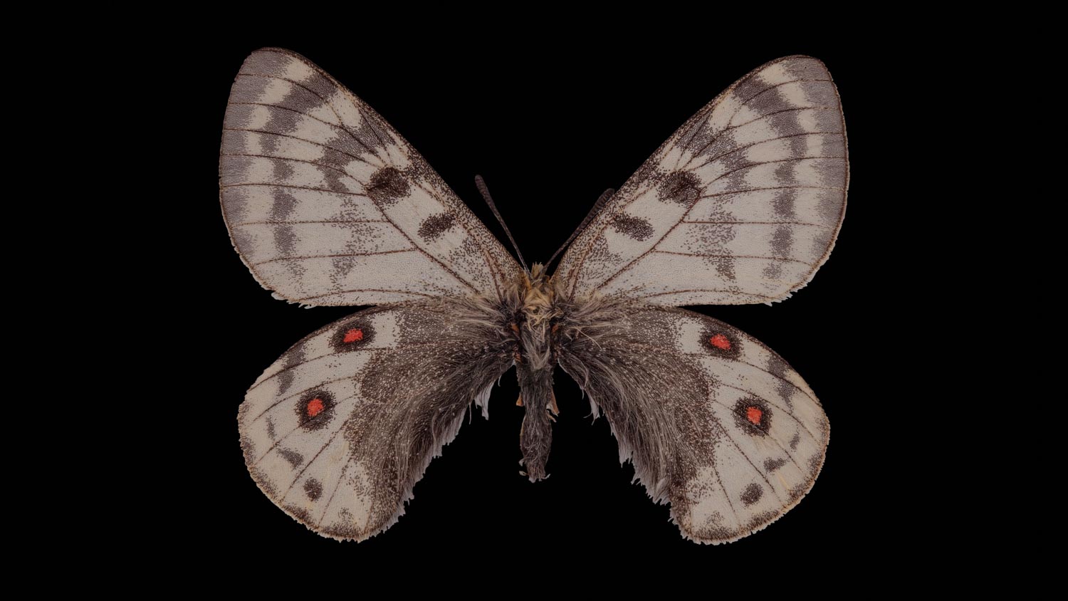 Parnassius acdestis