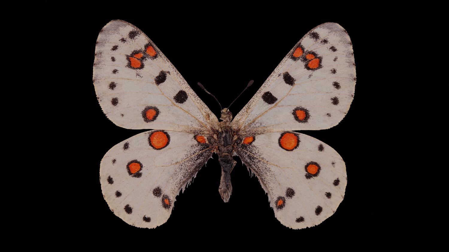 Parnassius apollonius 