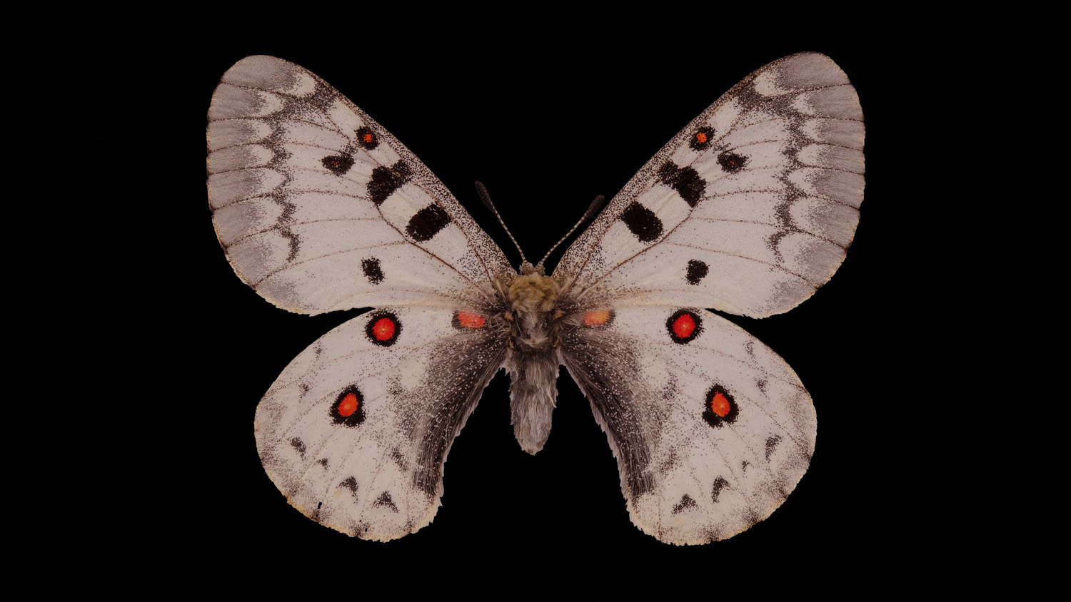 Banded apollo 