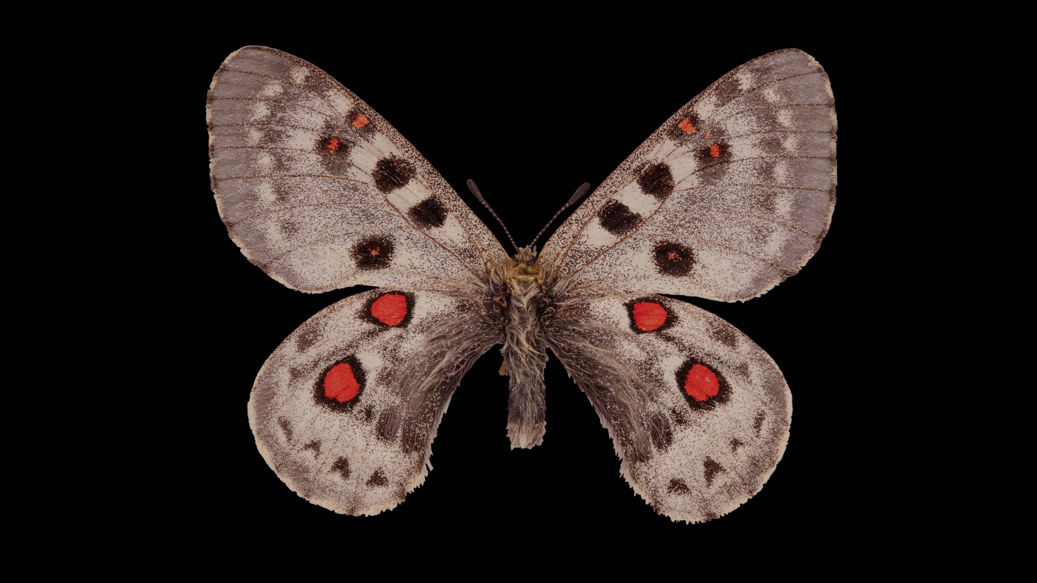 Parnassius staudingeri 