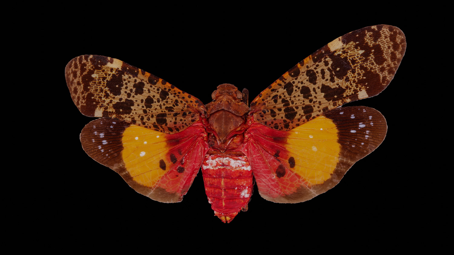 Fulgorid planthopper