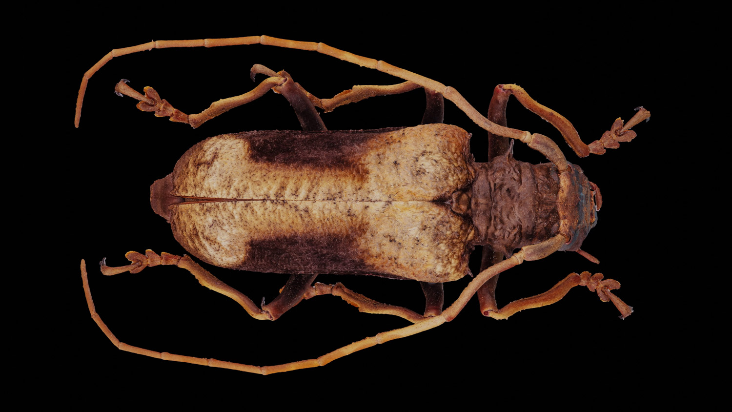 Longhorn beetle