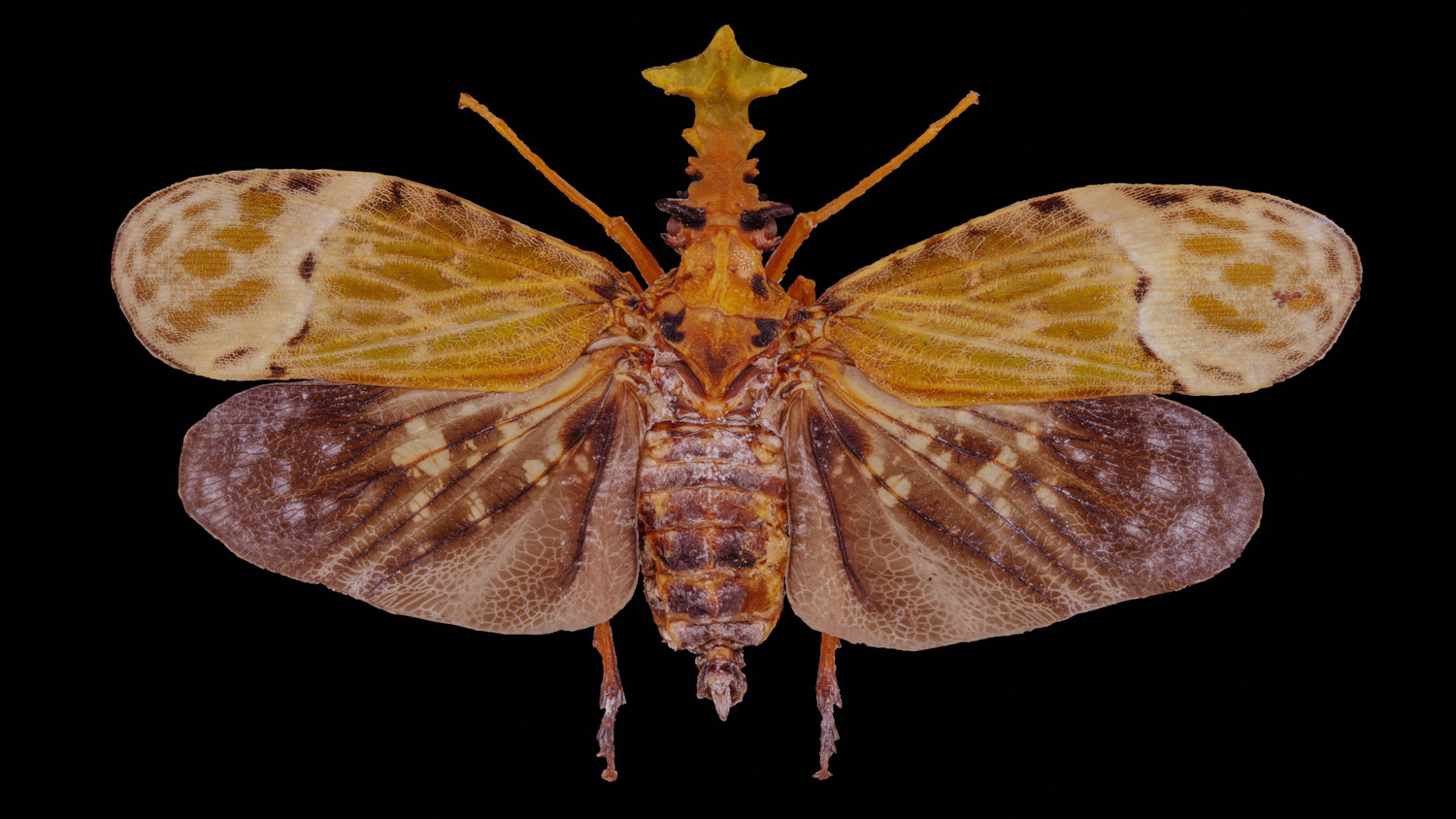 Fulgoridae