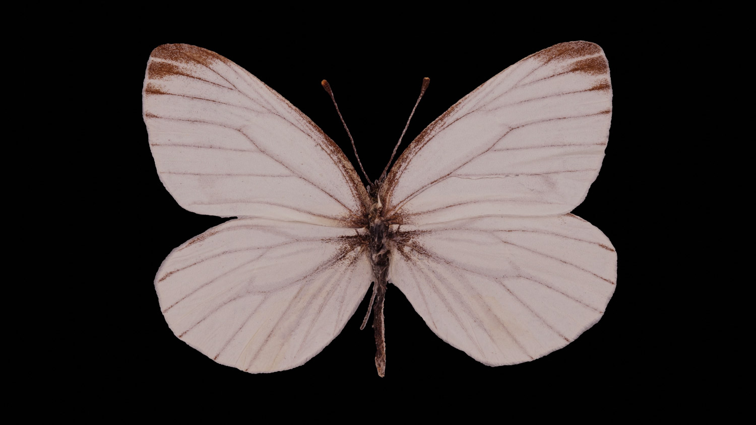 Grey-veined white 