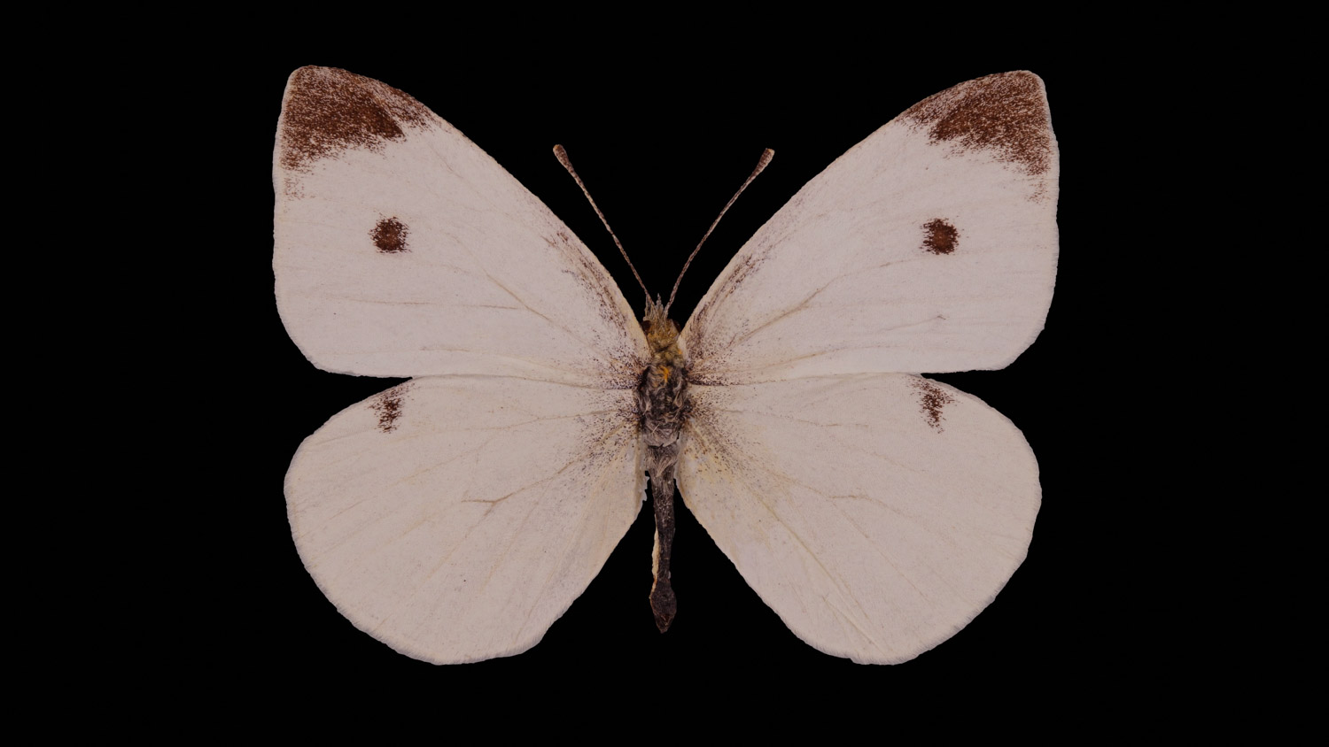 Green-veined white