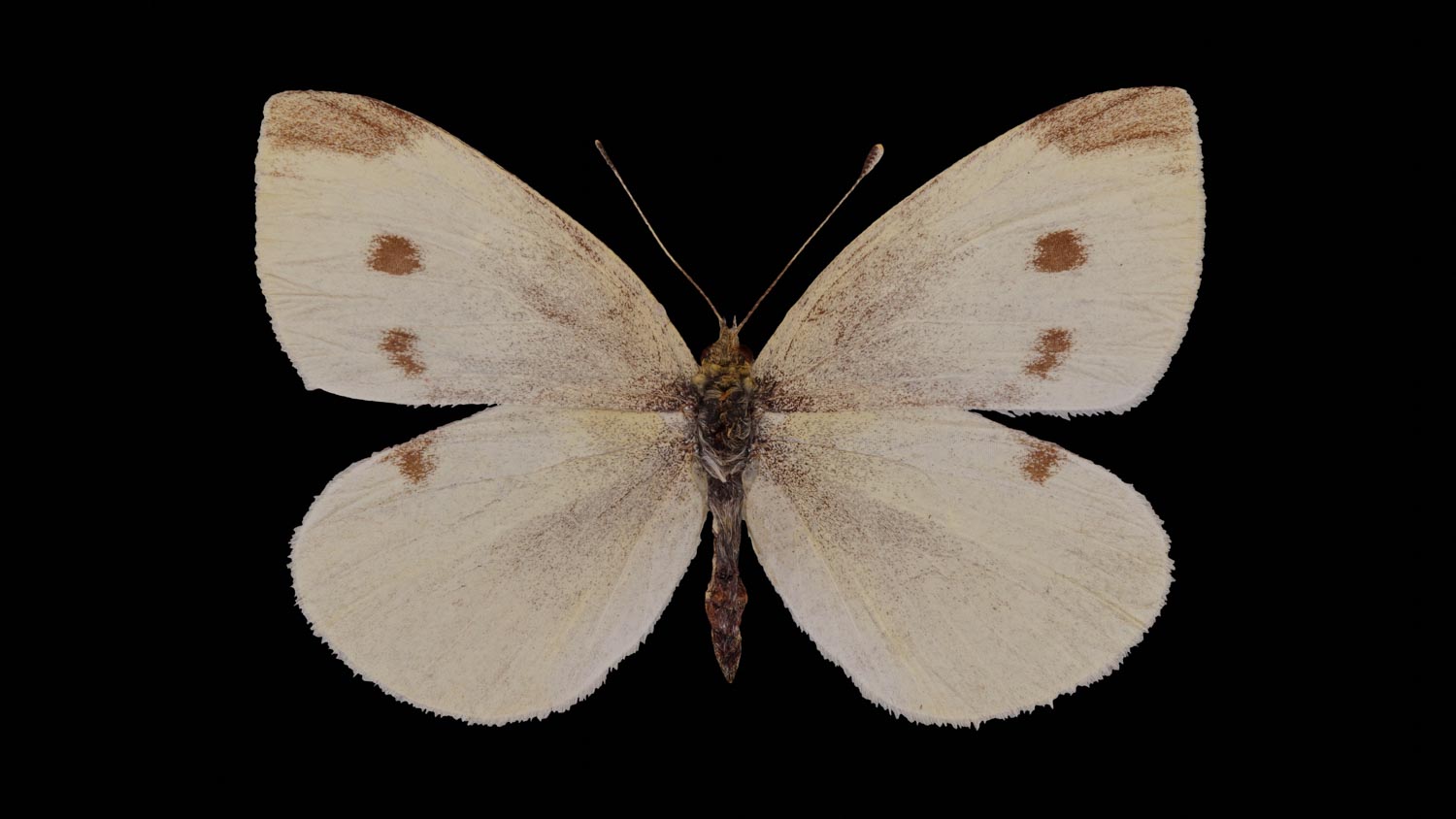 Small white