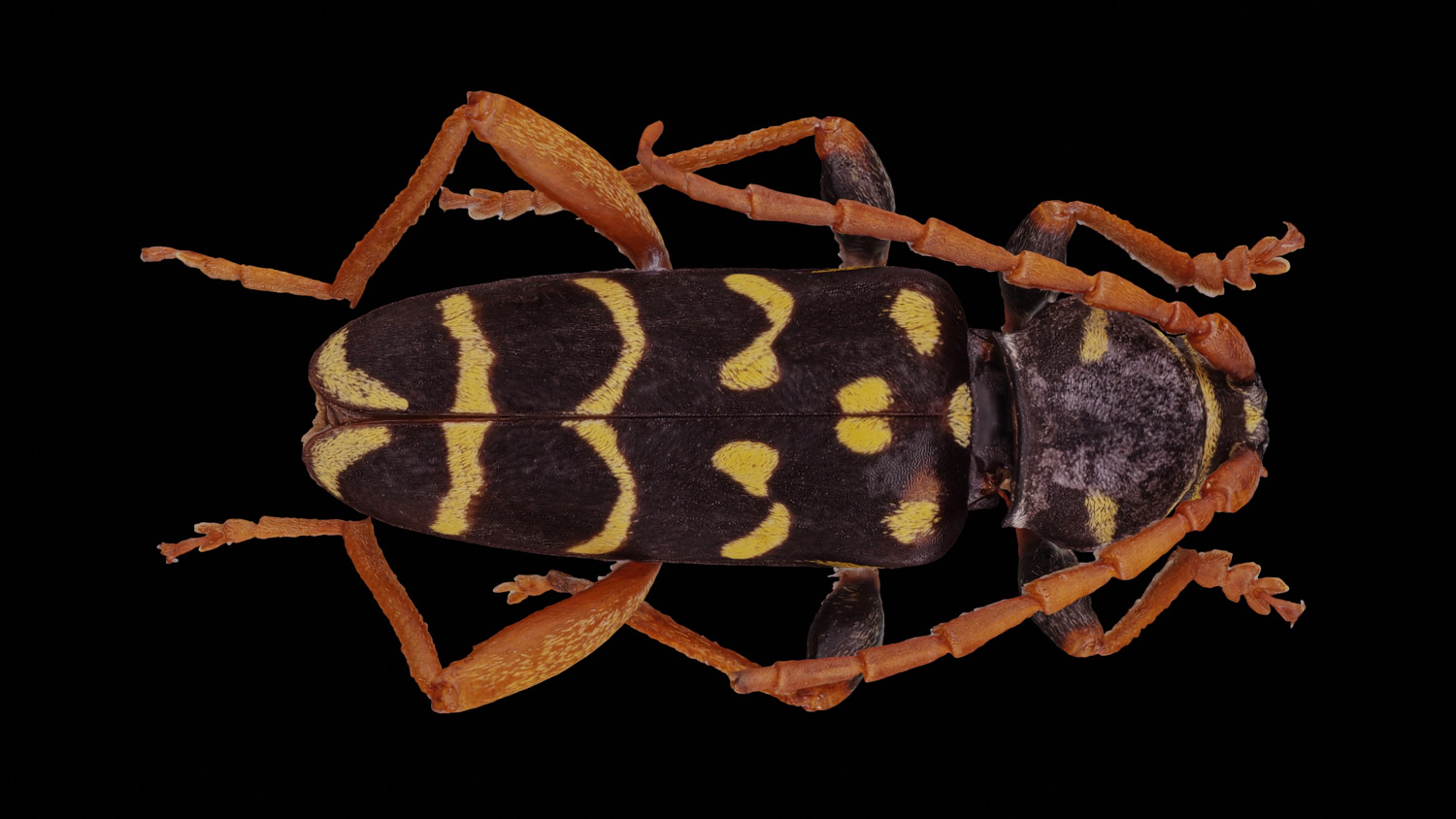 Longhorn beetle