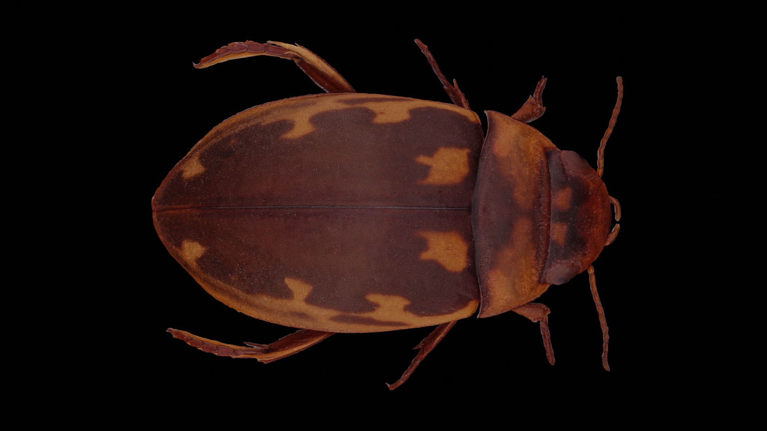 Diving beetle 