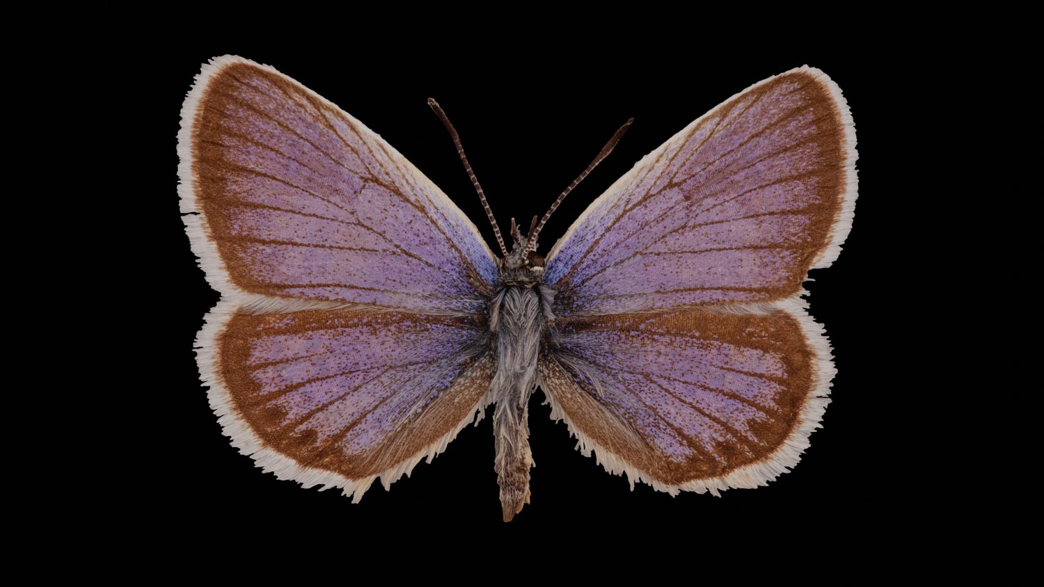 Silver-studded blue