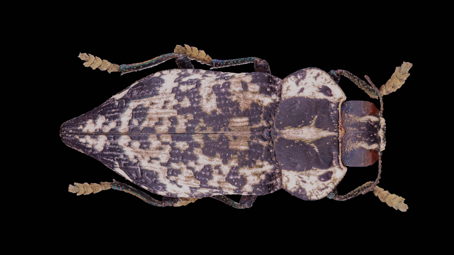 Jewel beetle