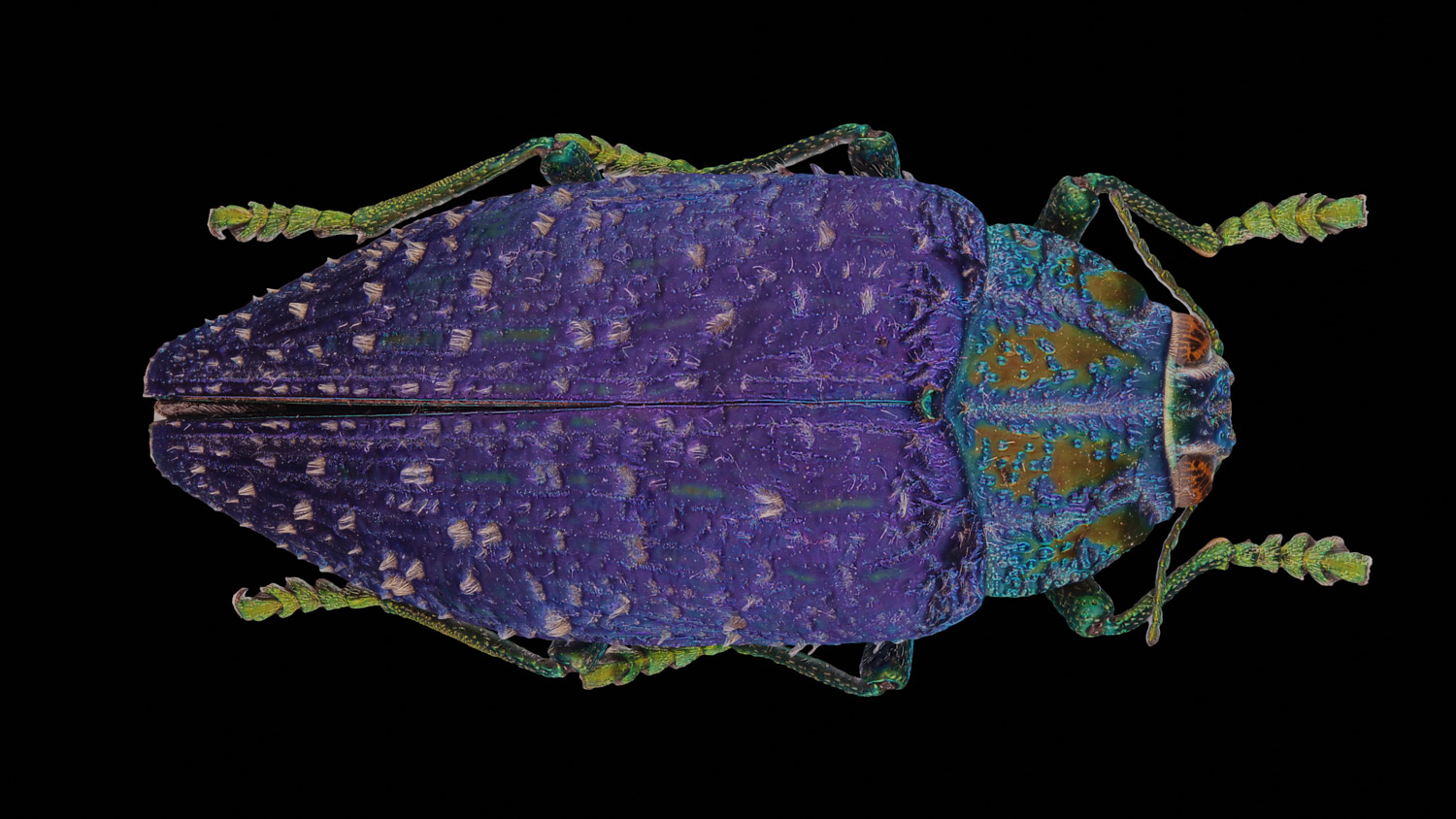 Jewel beetle