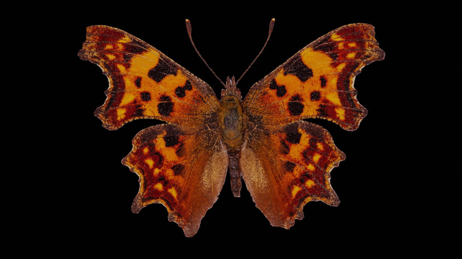 Comma