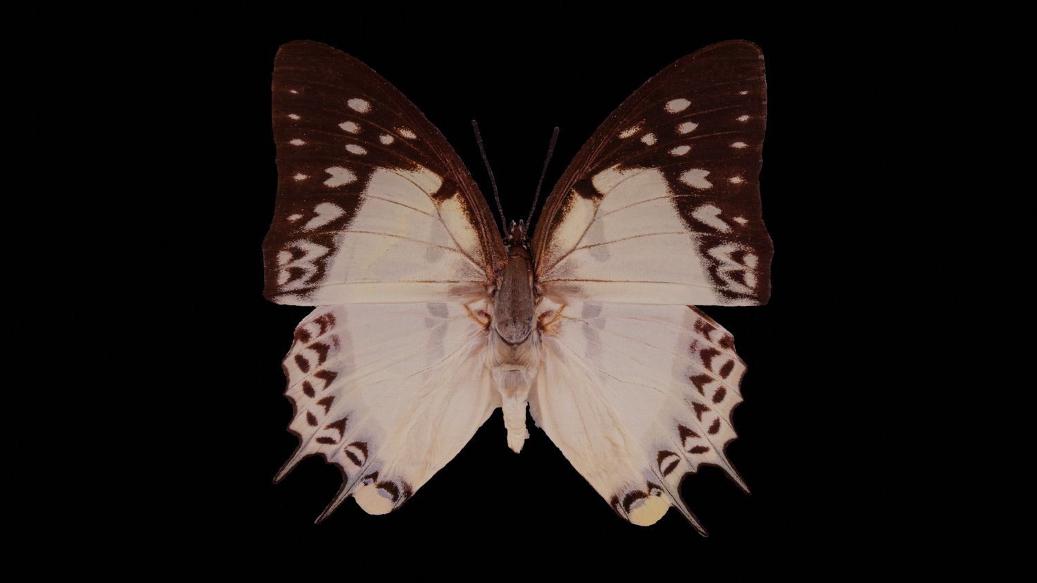 Nymphalidae