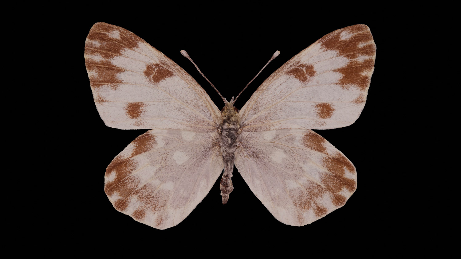 Eastern bath white