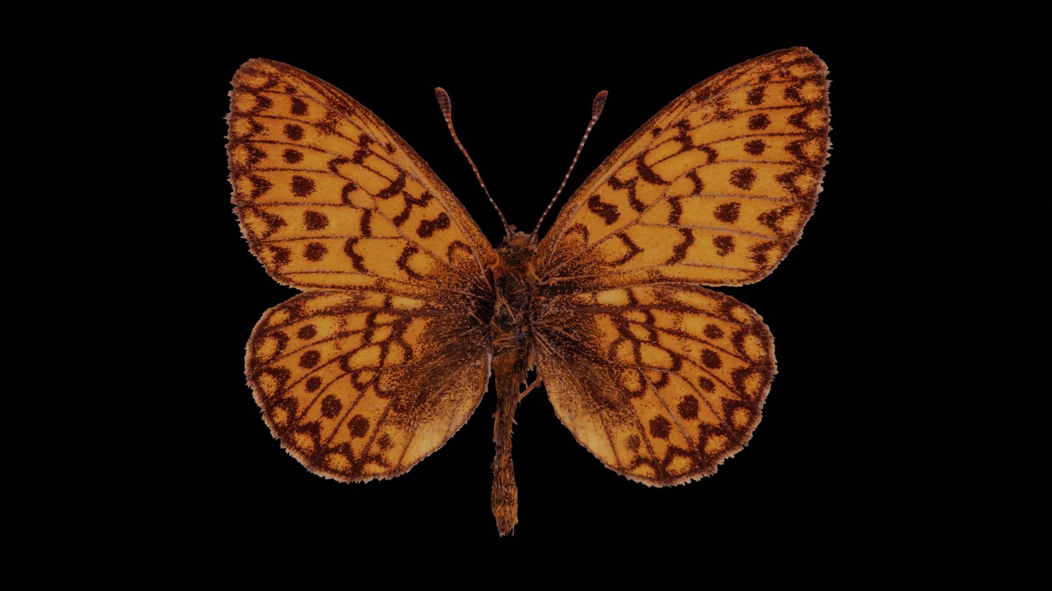 Bog fritillary