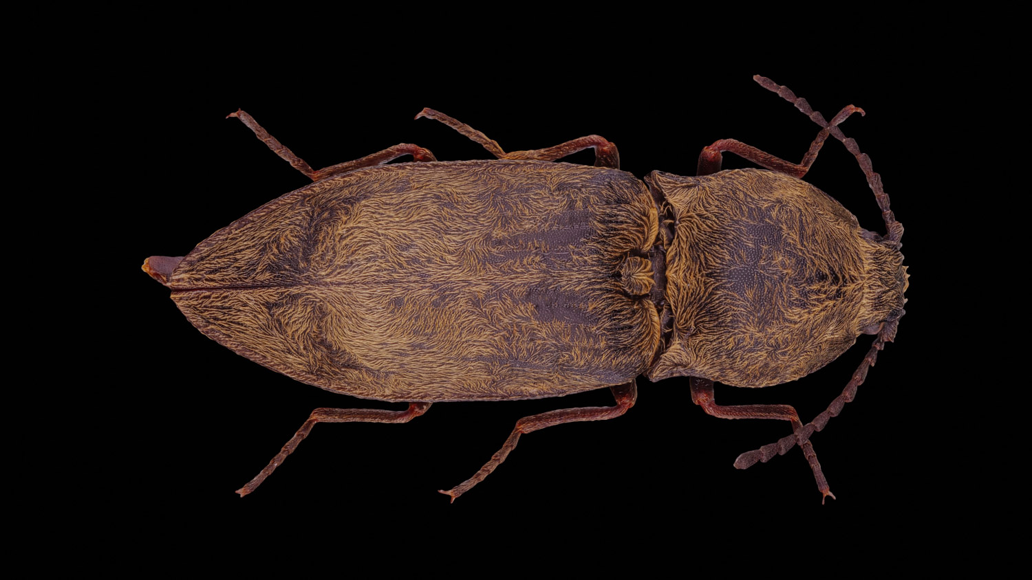 Click beetle