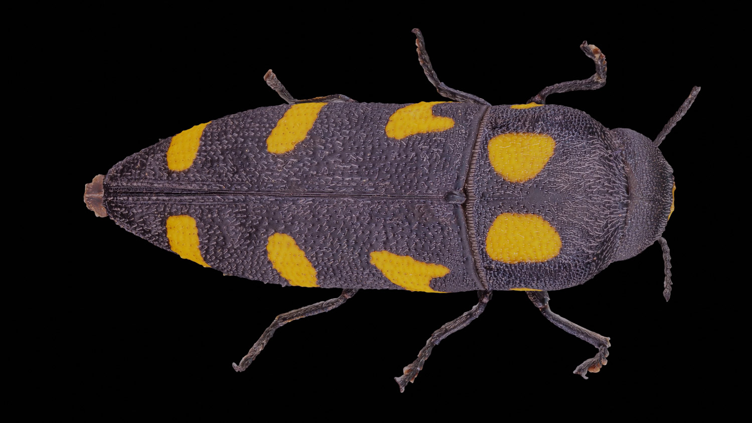 Jewel beetle