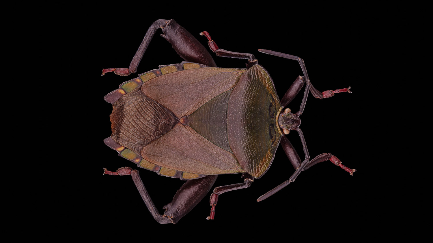 Stink bug