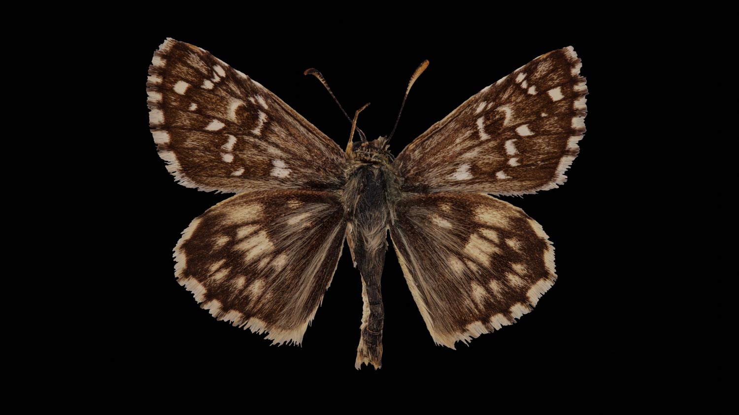 Oberthur´s grizzled skipper